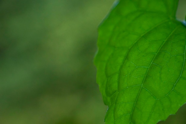 Grüne Blätter als Hintergrund oder natürliches Tapetenkonzept