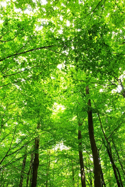 Grüne Blätter am sonnigen Tag