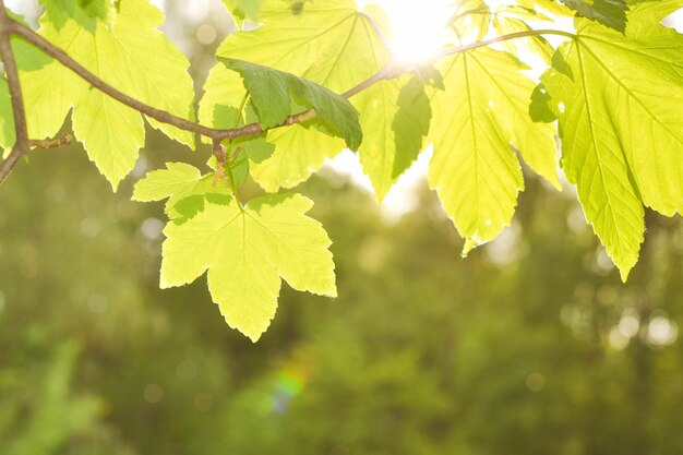 Grüne Blätter an den Zweigen im Frühjahr gegen die Sonne, filtern