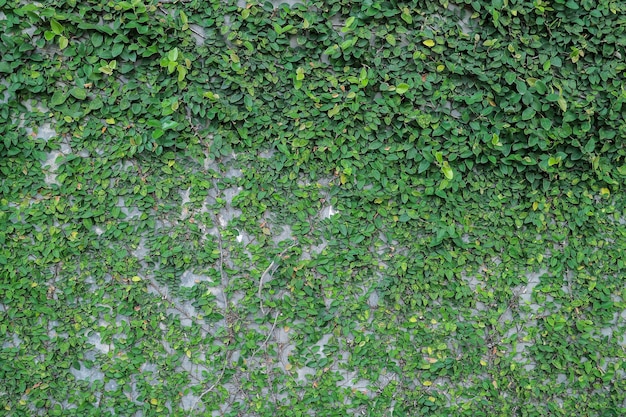 Grüne Blätter an der Wand. im Freien an Wandzement pflanzen