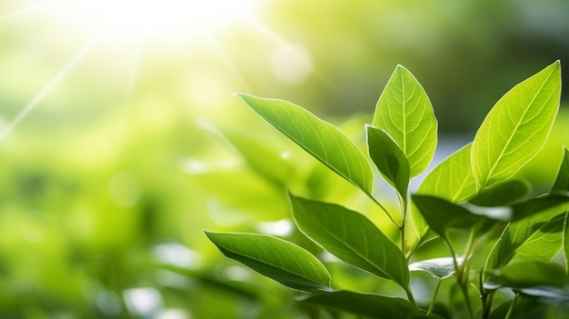 Grüne Blätter an einem Baum, auf die die Sonne scheint