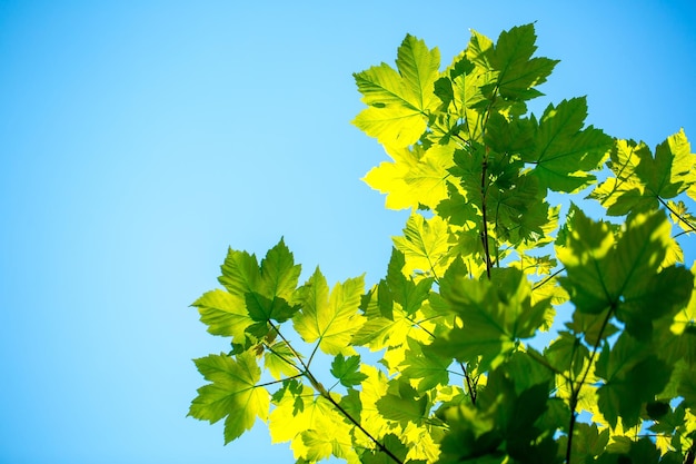 Grüne Blätter auf blauem Himmel