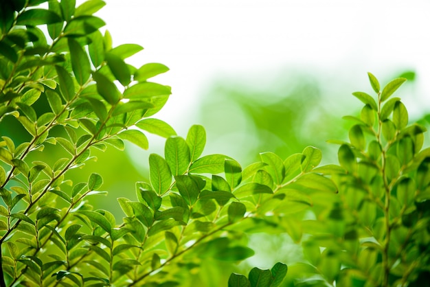 grüne Blätter auf Bokeh Natur