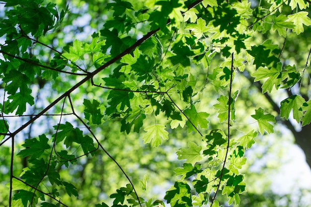 Grüne Blätter auf dem Sommerwald