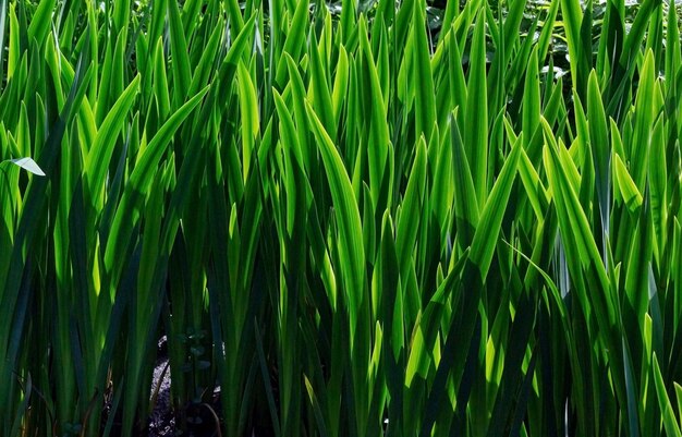 Grüne Blätter auf dem Teich