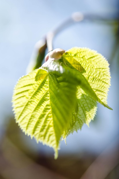 Grüne Blätter auf einem Baum