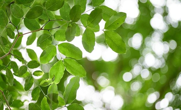 Grüne Blätter auf einem Baum