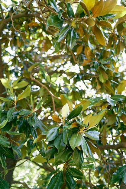 Grüne Blätter auf einem Magnolienbusch hautnah