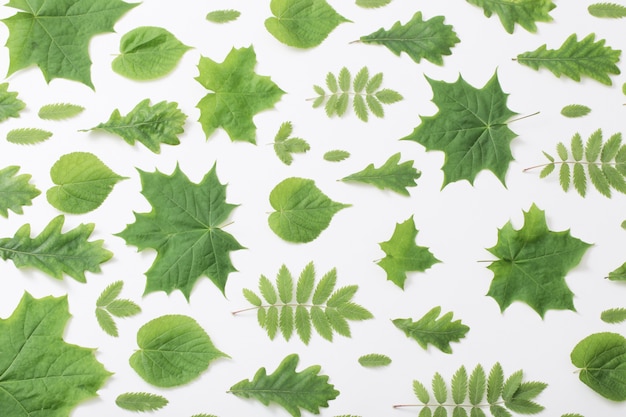 Grüne Blätter auf Papierhintergrund