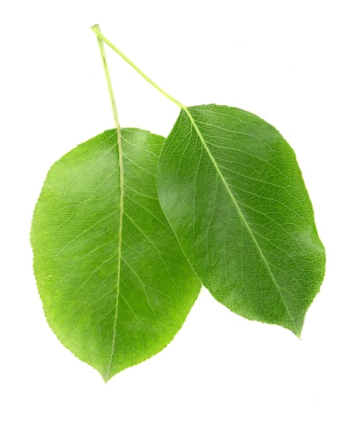 Grüne Blätter, Birnen isoliert auf weißem Hintergrund