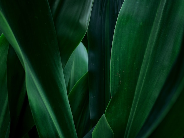 Grüne Blätter Blätter Pflanze natürliche abstrakte Textur Hintergrund Natur Baum Wald Busch Stil