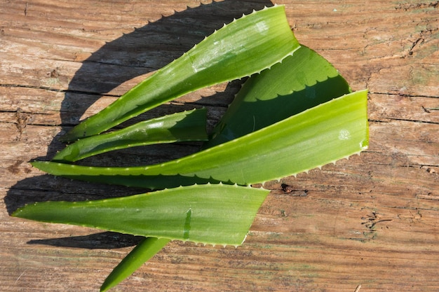 Grüne Blätter der Aloe-Vera-Pflanze auf rustikalem Holzhintergrund