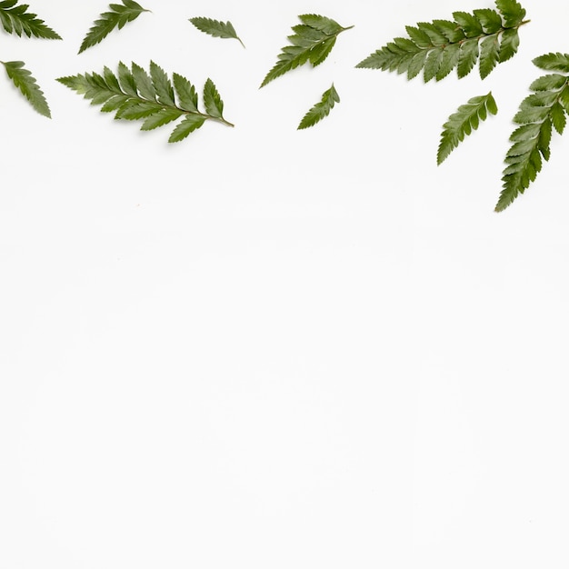 Grüne Blätter der Draufsicht mit Kopierraum