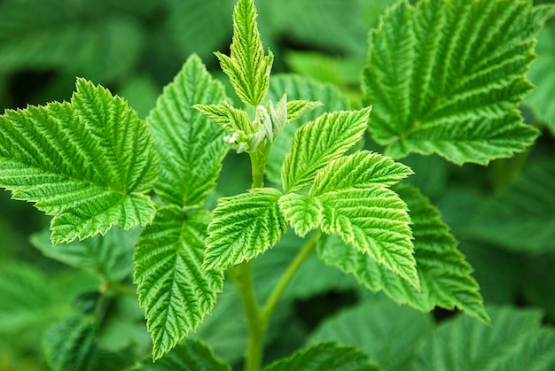 Grüne Blätter der Himbeerpflanze im Garten