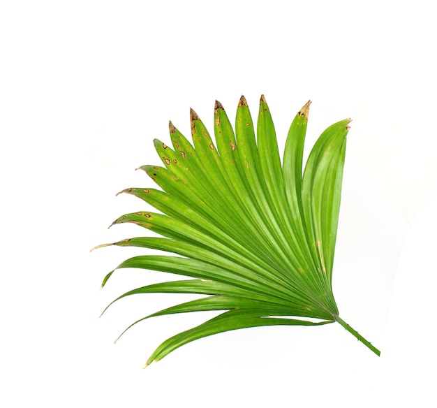 Grüne Blätter der Palme isoliert auf weißem Hintergrund