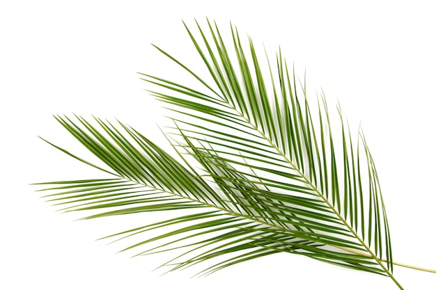 Grüne Blätter der Palme isoliert