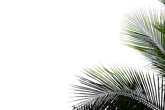 Foto grüne blätter der palme lokalisierten weißen hintergrund