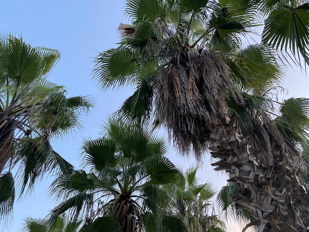 Grüne Blätter der Palmen auf hellem Hintergrund des blauen Himmels mit Kopienraum