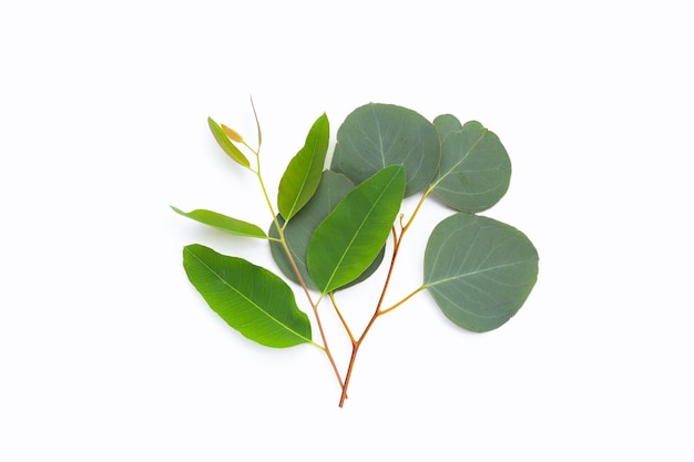 Grüne Blätter des Eukalyptus auf Weiß