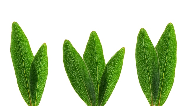 Grüne Blätter des Geißblattes lokalisiert auf weißem Hintergrund Beschneidungspfad