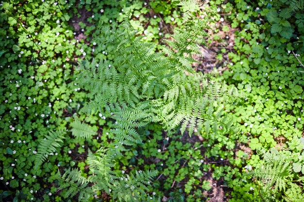 Grüne Blätter des jungen Farns im Frühlingswald