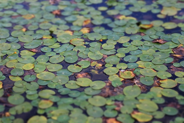 Grüne Blätter, die auf dem Wasser schwimmen