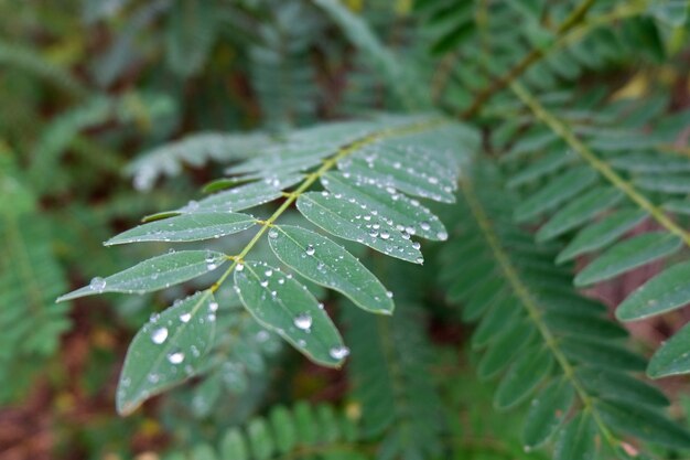 Grüne Blätter einer Farnpflanze mit Regentropfen