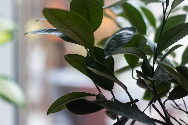 Grüne Blätter einer heimischen Pflanze auf einem Fensterhintergrund