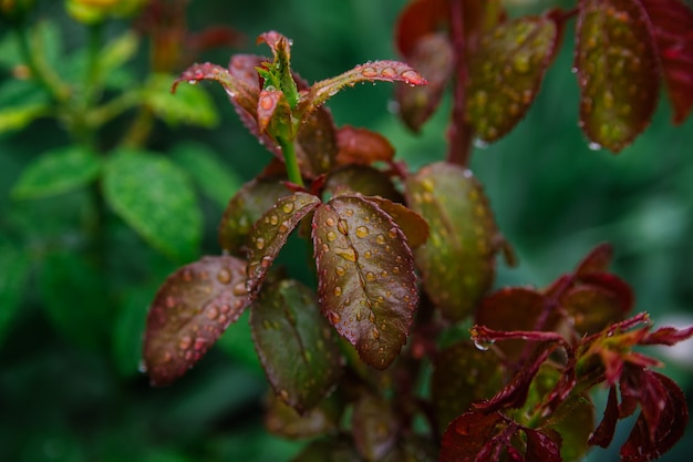 grüne Blätter einer Rose Blume Nahaufnahme. es fallen Regen- oder Tautropfen auf den Blättern.