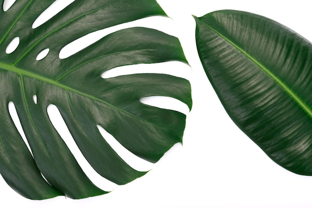 Grüne Blätter einer tropischen Blumen Monstera und Ficus Elastica isoliert auf weißem Hintergrund hohe Details