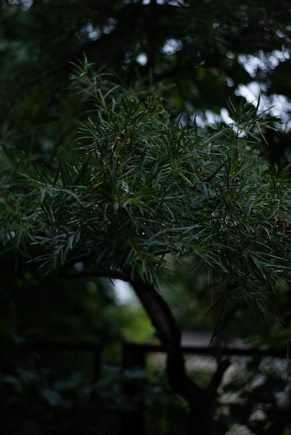 Grüne Blätter eines Baumes im Garten