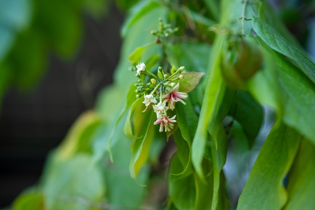 Grüne Blätter eines Baumes im Garten