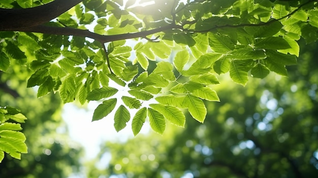 Grüne Blätter eines großen Baumes im sonnigen tropischen Wald