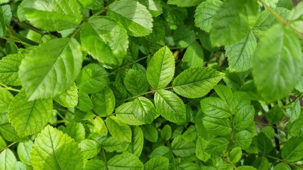 Grüne Blätter eines Rosenstrauchs - Sommerthema in Nahaufnahme