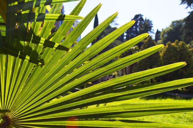 Grüne Blätter fächerten die Natur auf