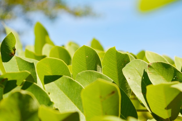 grüne Blätter, Frische im Frühling, auf blauem Himmel