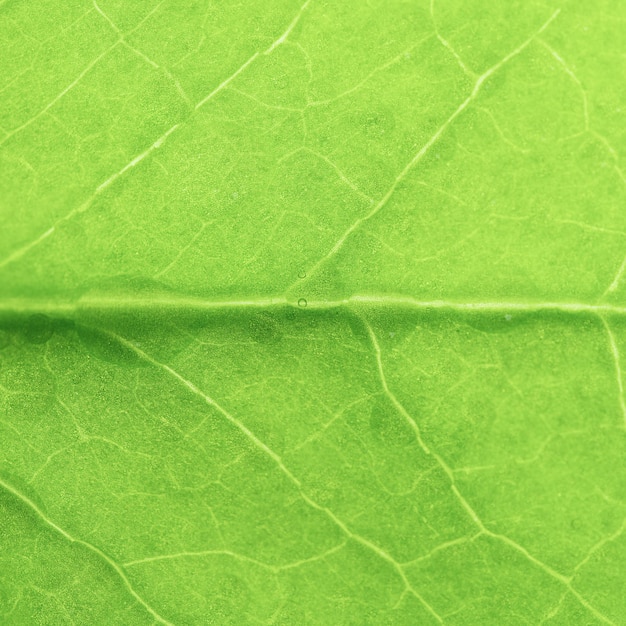Grüne Blätter Hintergrund selektiver Fokus Blattstruktur