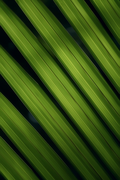 Grüne blätter hintergrund von nypa fruticans, allgemein bekannt als nipa-palme (oder einfach nipa) oder mangroven-palme
