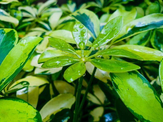 Grüne Blätter im Gartenhintergrund Grüne Blätter Textur Hintergrund