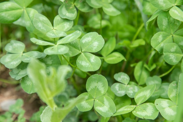 Grüne Blätter im grünen Garten