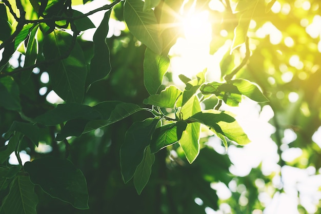 Grüne Blätter im Sonnenlicht an einem sonnigen Tag in einem Wald. Natur in den Dolomiten, Italien, Europa. Bild des Morgens, Zen-ähnlicher, natürlicher entspannender Hintergrund.