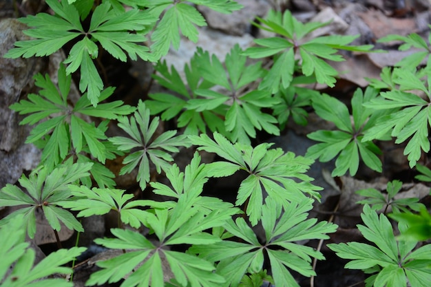 grüne Blätter im Wald aus nächster Nähe