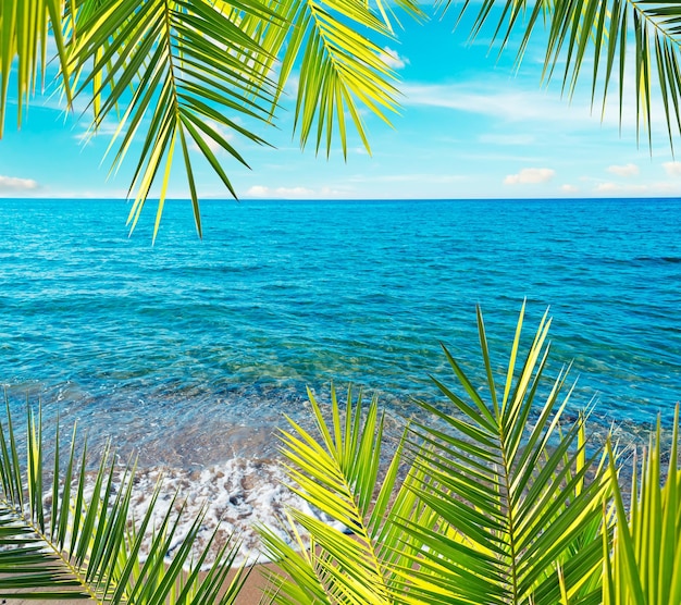 Foto grüne blätter in einem tropischen strand