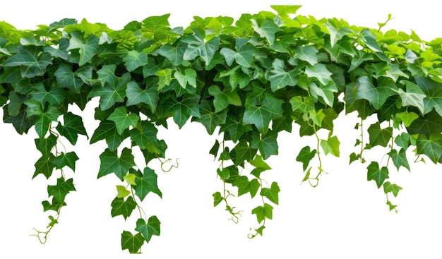 Grüne Blätter Javanese Treebine oder Grape Ivy Cissus spp.