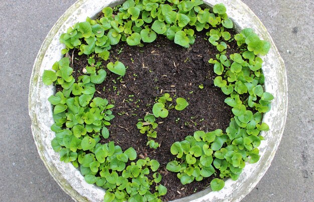 Grüne Blätter junger Blumen in einer Betonvase im Freien. Detailliertes Stockfoto