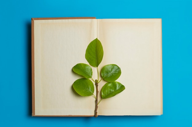 Grüne Blätter liegen auf einem offenen Buch