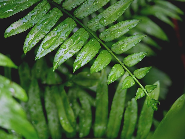 Grüne Blätter mit Regen-Tropfen