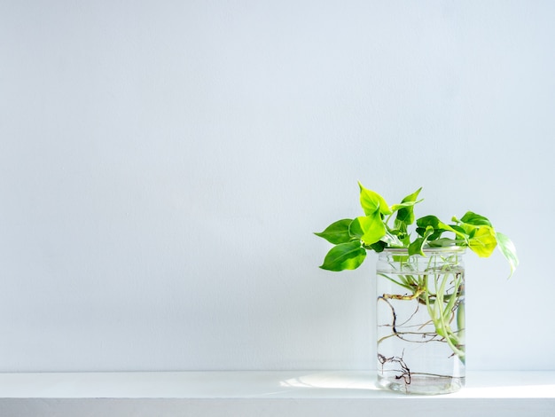 Grüne Blätter mit Wasser in transparentem Plastikglas.