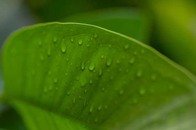 Grüne Blätter mit Wasserspritzer ausgewählter Fokus für natürlichen Hintergrund