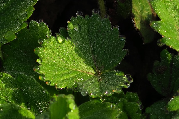 Grüne Blätter mit Wassertropfen nach Regen